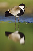 Spur-winged Plover (Vanellus spinosus) with its reflection at waterhole, Kenya