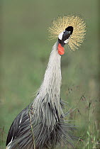 Grey Crowned Crane (Balearica regulorum), Kenya