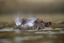 Hippopotamus (Hippopotamus amphibius) breathing at water surface, Kenya