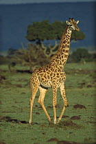 Masai Giraffe (Giraffa tippelskirchi) portrait, Kenya