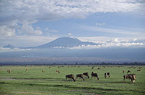 Blue Wildebeest (Connochaetes taurinus) herd grazing, Mt Kilimanjaro, Amboseli National Park, Kenya
