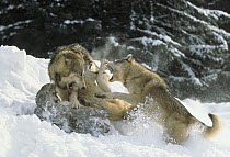 Timber Wolf (Canis lupus) trio fighting over a White-tailed Deer (Odocoileus virginianus) carcass, North America