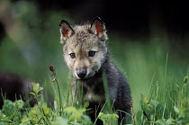 Timber Wolf (Canis lupus) pup chewing on green grass, North America