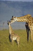 Masai Giraffe (Giraffa tippelskirchi) mother and young, Kenya