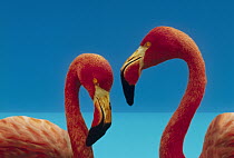 Greater Flamingo (Phoenicopterus ruber) courting pair, Caribbean species