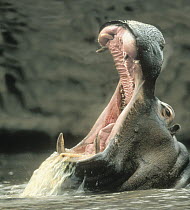 Hippopotamus (Hippopotamus amphibius) with mouth agape, Kenya