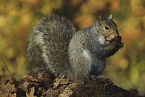 Eastern Gray Squirrel (Sciurus carolinensis) feeding on pine cone, North America