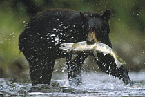 Black Bear (Ursus americanus) catching a salmon, Gunnuk Creek, Frederick Sound, Alaska