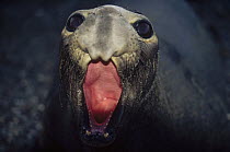 Northern Elephant Seal (Mirounga angustirostris) female calling, Isla Benito, Baja California, Mexico