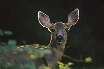 Mule Deer (Odocoileus hemionus) portrait, Washington