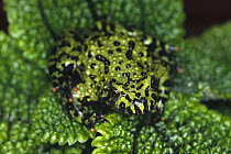 Oriental Fire-bellied Toad (Bombina orientalis) camouflaged on green leaves, Asia