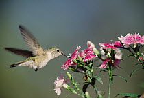 Broad-tailed Hummingbird (Selasphorus platycercus) female feeding on flowers, New Mexico