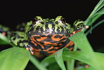 Oriental Fire-bellied Toad (Bombina orientalis) showing its bright red belly coloration to deter predators, Asia