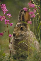 Snowshoe Hare (Lepus americanus) in its summer coat amid Fireweed (Chamerion angustifolium) flowers, Alaska