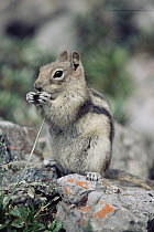 Golden-mantled Ground Squirrel (Callospermophilus lateralis) feeding on grass, Banff National Park, Alberta, Canada