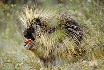 Common Porcupine (Erethizon dorsatum) feeding on fruit, Montana
