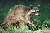 Raccoon (Procyon lotor) portrait, North America