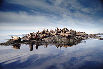 Steller's Sea Lion (Eumetopias jubatus) group hauled out on coastal rocks, Brothers Island, Alaska