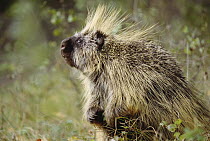Common Porcupine (Erethizon dorsatum) portrait, Montana