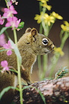Red Squirrel (Tamiasciurus hudsonicus) portrait amid flowers, Denali National Park and Preserve, Alaska