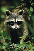 Raccoon (Procyon lotor) portrait in forest, North America