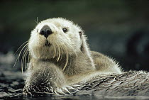 Sea Otter (Enhydra lutris) portrait, Vancouver Island, British Columbia, Canada