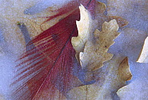 Northern Cardinal (Cardinalis cardinalis) feather and Oak leaves frozen in ice, Arizona