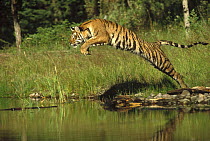 Siberian Tiger (Panthera tigris altaica) leaping across river, Asia