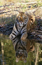 Siberian Tiger (Panthera tigris altaica) resting along water's edge