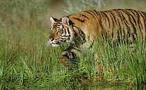 Siberian Tiger (Panthera tigris altaica) walking through tall grass along water's edge
