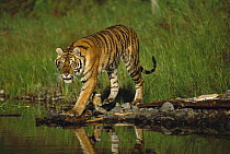 Siberian Tiger (Panthera tigris altaica) walking along waters edge, native to Asia
