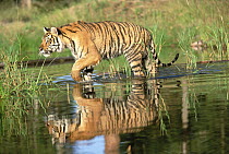 Siberian Tiger (Panthera tigris altaica) walking through a shallow river with reflection