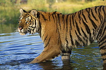 Siberian Tiger (Panthera tigris altaica) walking through shallow river, Asia