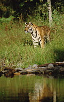 Siberian Tiger (Panthera tigris altaica) standing in green grass along water's edge