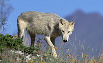Timber Wolf (Canis lupus) portrait, Montana