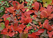 Bearberry (Arctostaphylos uva ursi) on forest floor in autumn, Yukon Territory, Canada