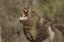 Grizzly Bear (Ursus arctos horribilis) calling, North America