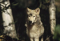Timber Wolf (Canis lupus) portrait, North America