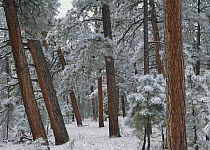 Ponderosa Pine (Pinus ponderosa) trees with snow, Grand Canyon National Park, Arizona