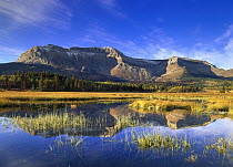Sofa Mountain reflected in lake, Waterton Lakes National Park, Alberta, Canada