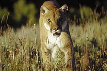 Mountain Lion (Puma concolor) walking through tall grass towards camera, North America
