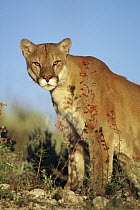 Mountain Lion (Puma concolor), North America
