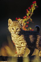 Bobcat (Lynx rufus) kitten standing on log, North America