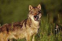 Timber Wolf (Canis lupus) portrait, North America