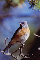 Western Bluebird (Sialia mexicana) male portrait, New Mexico