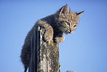 Bobcat (Lynx rufus) kitten standing on log, North America