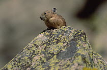 American Pika (Ochotona princeps) sitting on rock, North America