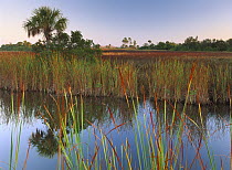 Everglades and palm trees, Fakahatchee State Preserve, Florida