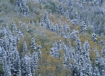 Quaking Aspen (Populus tremuloides) and Spruce (Picea sp) forest with snow dusting, Rocky Mountains National Park, Colorado
