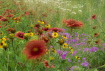 Gaillardia, coreopsis and pointed phlox, blowing in the wind, Texas